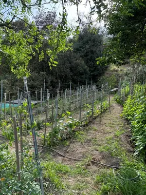a garden with a row of plants at Au coeur du Village de Lucciana in Lucciana