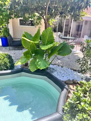 two potted plants sitting next to a sliding glass door at Minor Swing - appartment - CASA MONICA CARGESE - in Cargèse