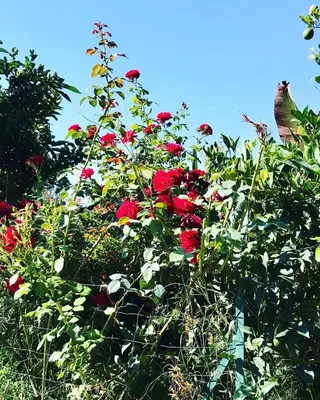 a bush of red roses in front of a fence at Bel appartement dans villa à la campagne proche d’Ajaccio in Poggi