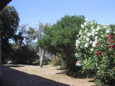 a garden with white flowers and trees and a road at Locations A Suara in Porto-Vecchio