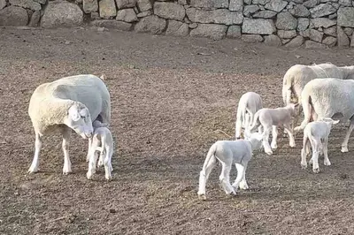 a herd of sheep and a baby lamb in a field at Maison typique de campagne au cœur de la nature . in Sartène