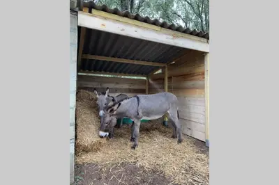 two donkey standing in hay in a shed at Maison typique de campagne au cœur de la nature . in Sartène