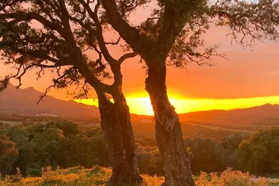 a tree with the sunset in the background at Maison typique de campagne au cœur de la nature . in Sartène