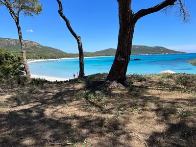 a view of a beach with trees in the foreground at Palombaggia in Porto-Vecchio