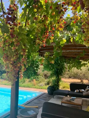 a pergola with a tree and a swimming pool at Villa SoleLuna chambre Jeanne in Bonifacio