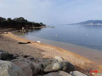 a group of animals laying on a rocky beach at Un balcon sur la mer - Duplex 60 m2 - Chambres à l'étage - Pieds dans l'eau - Accès plage sans route à traverser in Porticcio