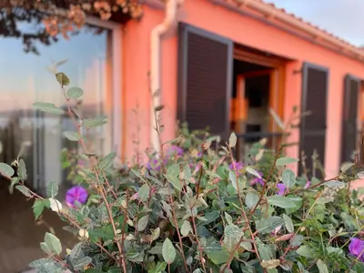 a bush with purple flowers in front of a house at Villa Bougainville in Porticcio