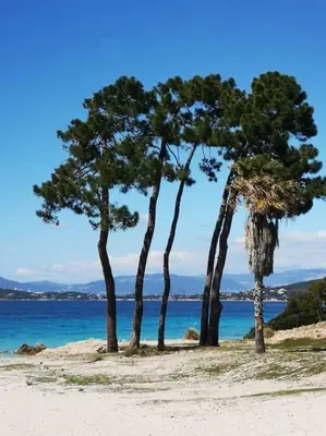three trees on a beach near the water at Villas Zanzimare Casa in Grosseto-Prugna