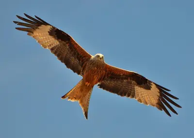 a redtailed hawk flying in the sky at Le Clos des Milans in Rapale