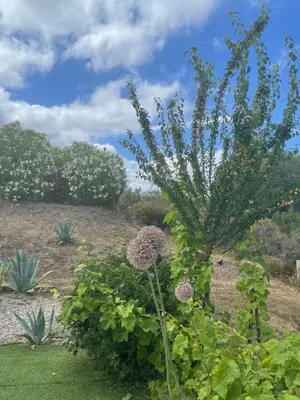 a plant with flowers in a garden at Le Clos des Milans in Rapale