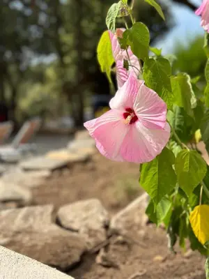 a pink flower on a bush with green leaves at A Casa Vadiiolina - Chambres d'hôtes d'exception in Sollacaro