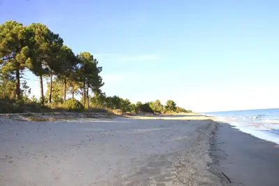 an empty beach with trees and the ocean at Studio 2 people - 150 m from de sea - Ghisonaccia in Ghisonaccia