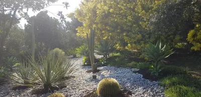 a garden with cacti and other plants and trees at Domain U Tempu Persu Sleeps 12 with Park in Porticcio