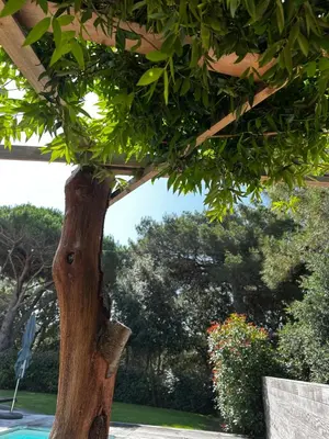 a tree with green leaves and a bench in a park at A MUREDDA in Bonifacio