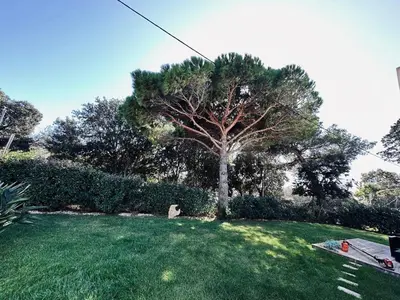 a tree in the middle of a yard at A MUREDDA in Bonifacio