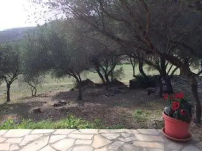 a flower pot with red flowers in it next to trees at Petite maison en pierre in Saint-Florent
