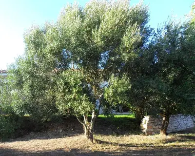 two trees in front of a stone wall at Casa Martini in Bonifacio