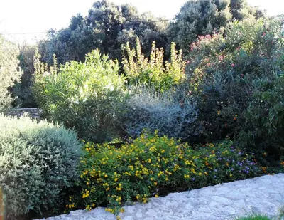 a garden with many different types of plants and flowers at Casa Martini in Bonifacio