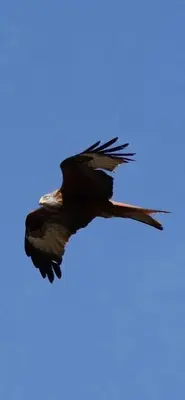 a bird flying in the blue sky at U Sognu in Muro