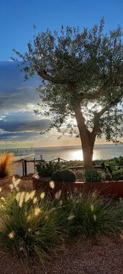 a tree in front of the water with a bench at Villa-soleil-levant vue mer panoramique in Sari Solenzara