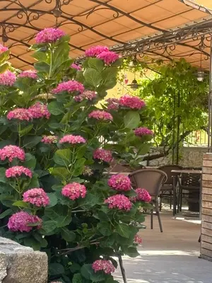a garden with pink flowers and a table and chairs at Hotel U Campanile in Vivario