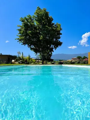 a tree in the middle of a pool with blue water at Résidence de la Plage in Porto-Vecchio