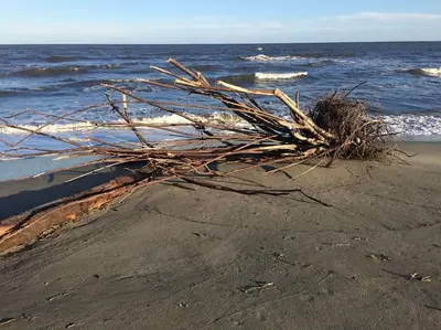 a pile of seaweed on a beach near the ocean at Mini villa chaleureuse avec vue mer imprenable in San-Nicolao