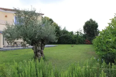 a small tree in the middle of a yard at E Cabanacce in Aléria