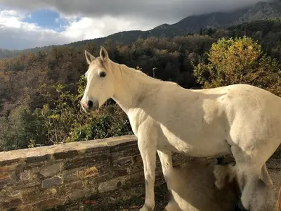 a white horse standing next to a stone wall at Superbe maison dans village au coeur de la Corse A casa Suttana in Verdese