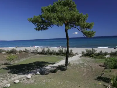 a tree on the beach near the ocean at Holiday Home Studio cabine Type B by Interhome in Borgo