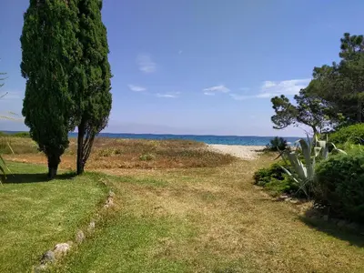 a tree on the side of a field with the ocean at MORIANI STUDIO CABINE CLIMATISE 4 à 5 pers in San-Nicolao