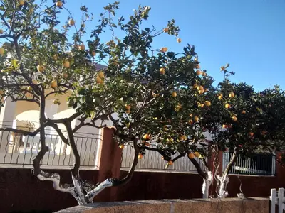 two orange trees in front of a building at Un Nid Douillet en bord de plage !! in Lucciana