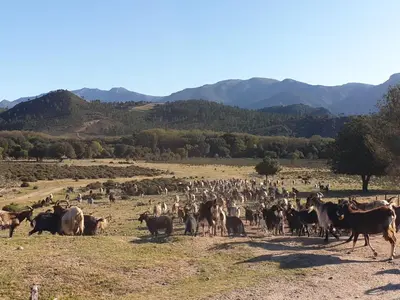 a herd of cattle in a field with mountains in the background at Domaine U Filanciu - Centru di Corsica in Moltifao