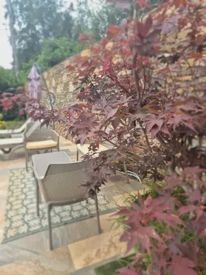a group of chairs and a tree with red leaves at Rez de villa avec piscine privée, wifi, jardin clôturé in Penta-di-Casinca
