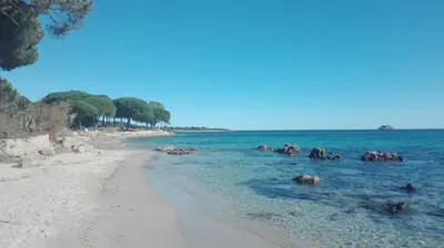 a group of elephants in the water on a beach at VARDIOLA/PORTO VECCHIO in Pinarellu