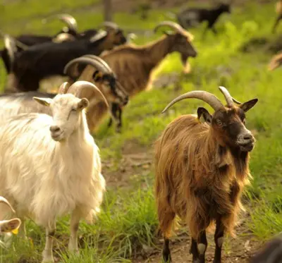 a group of goats standing in a field at U Caseddu Di Minnana in Petreto-Bicchisano