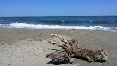 a piece of driftwood on a beach near the ocean at Mobil-Home dans lotissement très tranquille in Vescovato