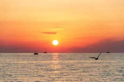a bird flying over the ocean at sunset at Les Jardins De Santa Giulia - Charmante chambre dhte 2 in Porto-Vecchio