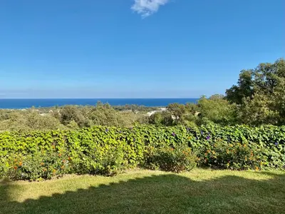 a field of vines with the ocean in the background at Domaine Punta della Guardia villa panorama maquis et mer, plage à 1,5 Km in Cervione