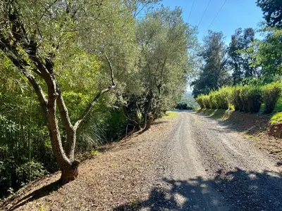 a dirt road with a tree on the side at Domaine Punta della Guardia villa vue mer dans nature protégée, plage à 1,5 km in Cervione