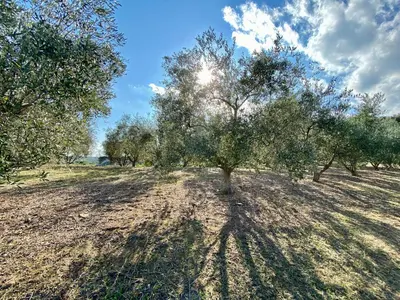 a tree in a field with the sun in the sky at Domaine Punta della Guardia villa vue mer dans nature protégée, plage à 1,5 km in Cervione