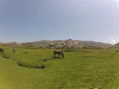 a group of horses grazing in a grassy field at Chambres d'Hôtes Villa Cardellini in Aullène
