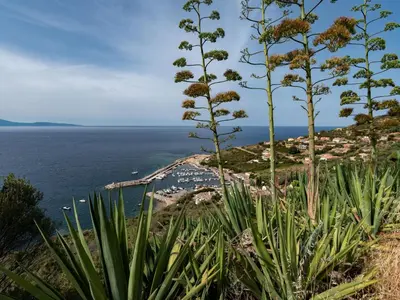a view of the ocean from a hill with plants at Apartment La Spelunca by Interhome in Cargèse