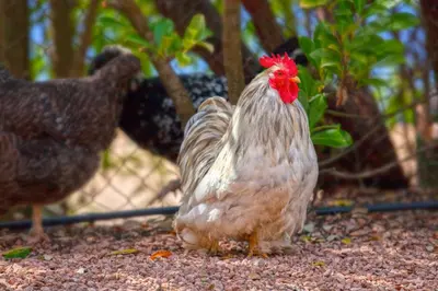 a chicken with a red head standing on the ground at Casa del Sole Chambres d'Hotes de Charme in Favone