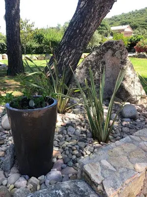 a rock garden with two plants and a tree at Pleasant private villa Located in a garden of 8000m2 with trees in Porto-Vecchio