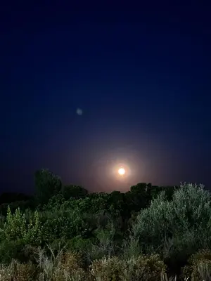 a full moon rising over a field at night at Pleasant private villa Located in a garden of 8000m2 with trees in Porto-Vecchio