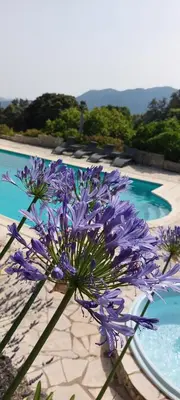 a purple flower sitting next to a swimming pool at DOMAINE CARDU in Cardo-Torgia