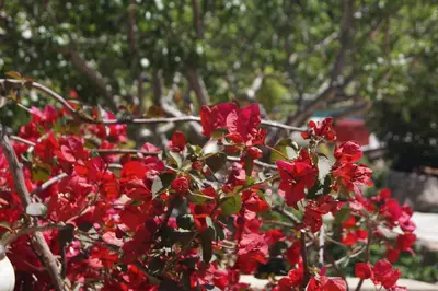 a bush of red flowers with trees in the background at Les Jardins De Santa Giulia - Charmante chambre dhte 1 in Porto-Vecchio