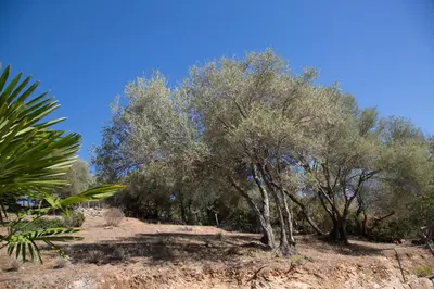 a group of trees on the side of a hill at Appartements A Merendella in Serriera