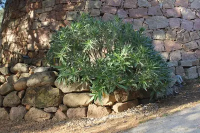 a plant in front of a stone wall at Appartements A Merendella in Serriera